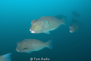 Bumphead Parrotfish
Bali, Indonesia by Tom Radio 